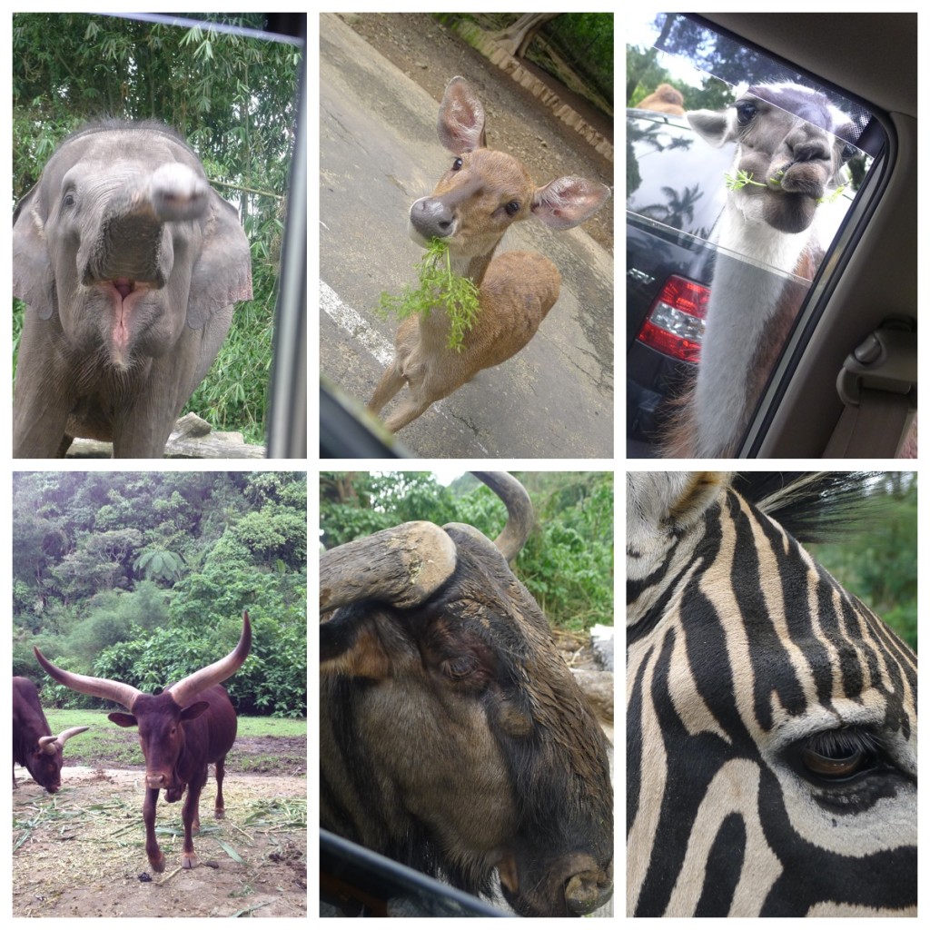 Feed the animals at Taman Safari!