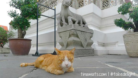 This cat guards Wat Arun.